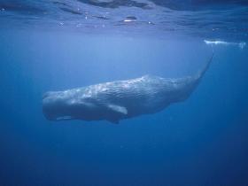 Sperm Whale名字的由来