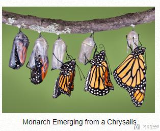 The King of Butterflies – The Monarch Butterfly