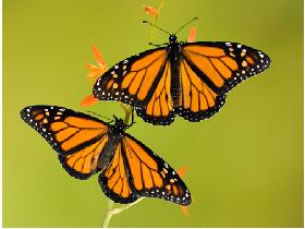 The King of Butterflies – The Monarch Butterfly